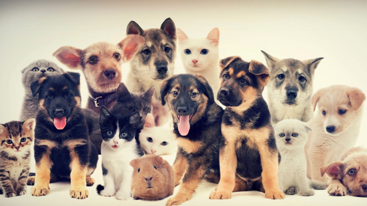 Como viajar com pet em avião?